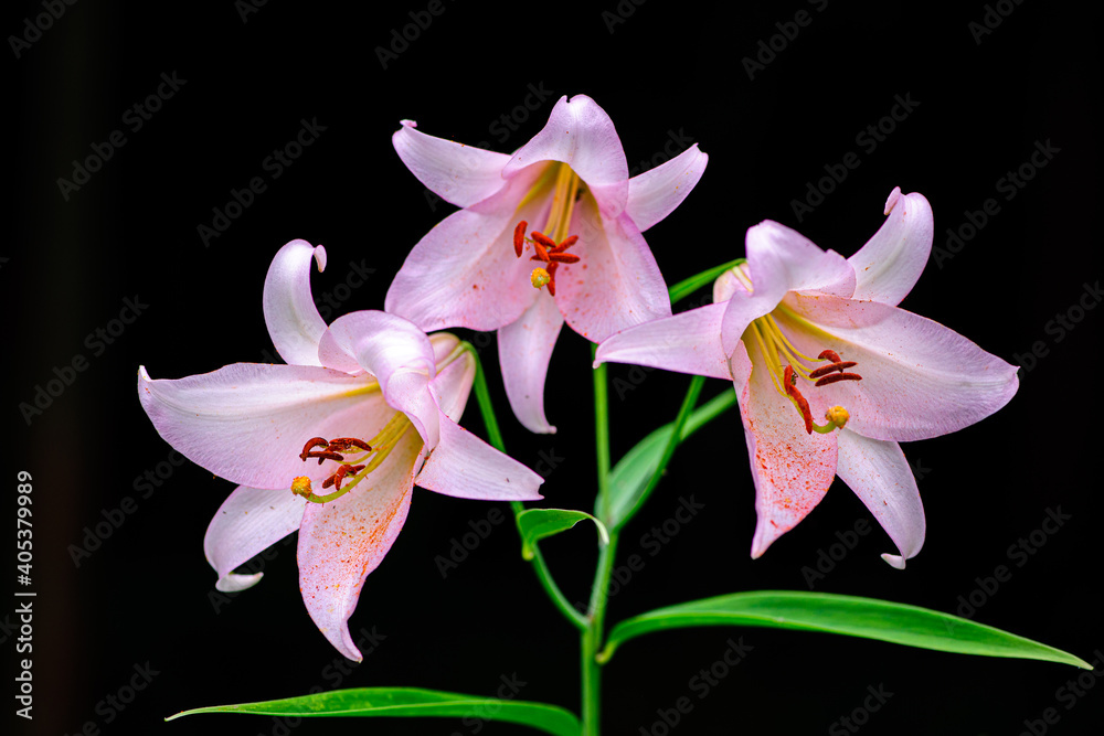 Naklejka premium ササユリ