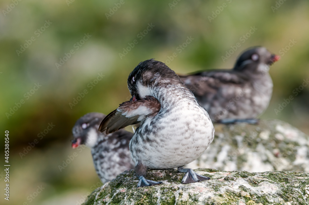 Fototapeta premium Least Auklets (Aethia pusilla) at colony in St. George Island, Pribilof Islands, Alaska, USA