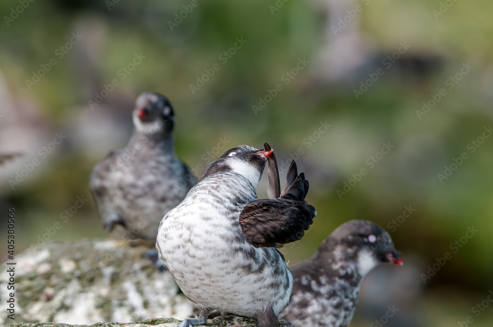 Least Auklets (Aethia pusilla) at colony in St. George Island, Pribilof Islands, Alaska, USA Least Auklets (Aethia pusilla) at colony in St. George Island, Pribilof Islands, Alaska, USA