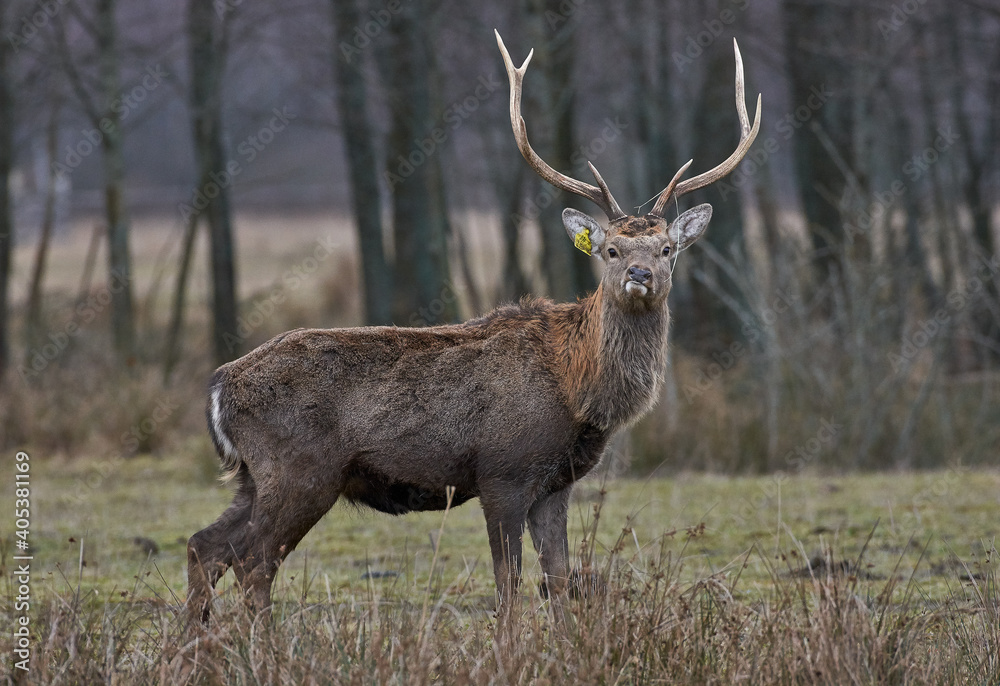 Fototapeta premium deer in the woods