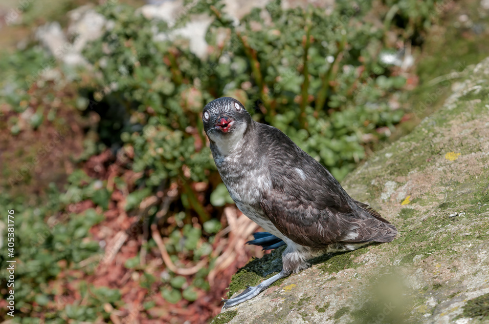 Fototapeta premium Least Auklet (Aethia pusilla) at colony in St. George Island, Pribilof Islands, Alaska, USA