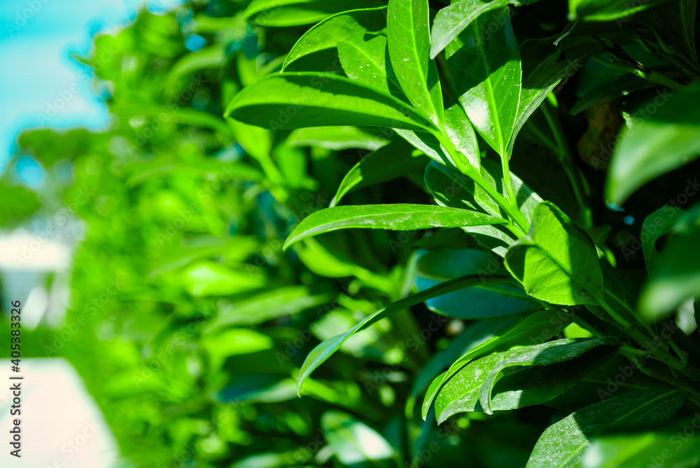 Bright green leaves. Spring plants and shrubs. Beautiful summer background. Bright green leaves. Spring plants and shrubs. Beautiful summer background.