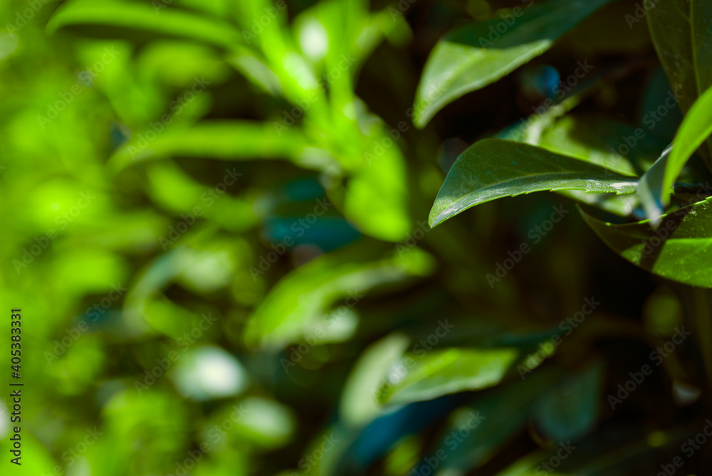 Bright green leaves. Spring plants and shrubs. Beautiful summer background. Bright green leaves. Spring plants and shrubs. Beautiful summer background.