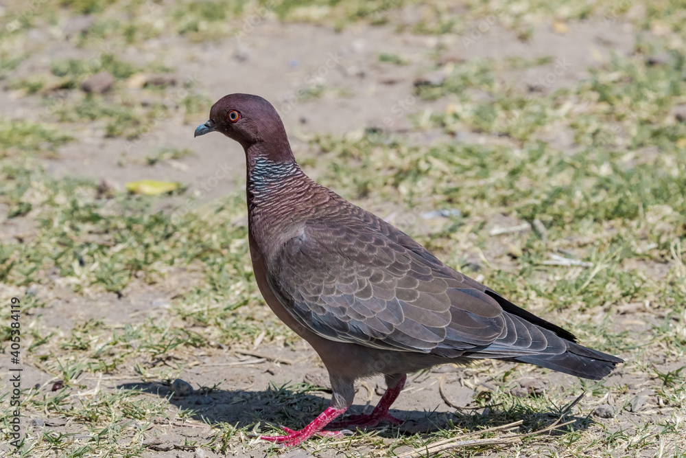 Obraz premium Picazuro Pigeon (Patagioenas picazuro) in park, Buenos Aires, Argentina