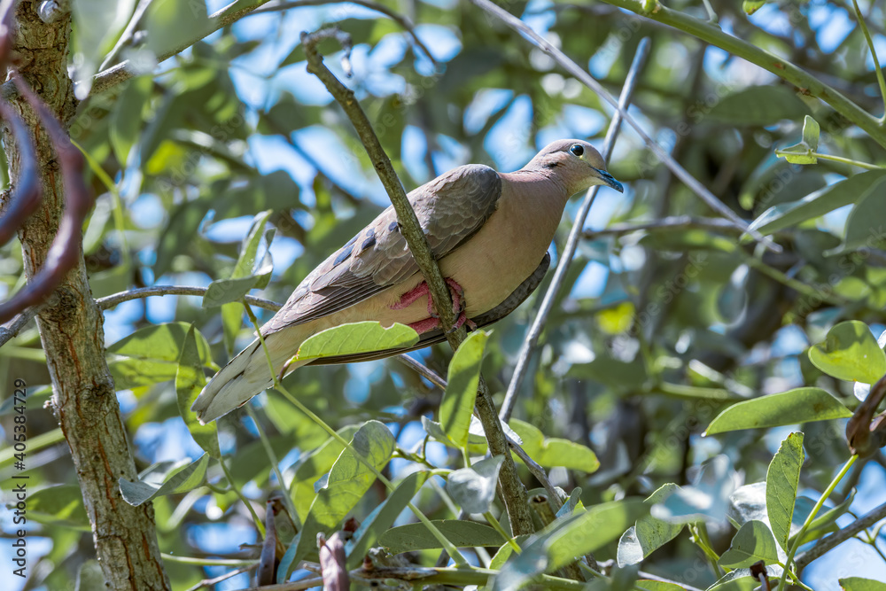 Fototapeta premium Eared Dove (Zenaida auriculata) in park, Buenos Aires, Argentina