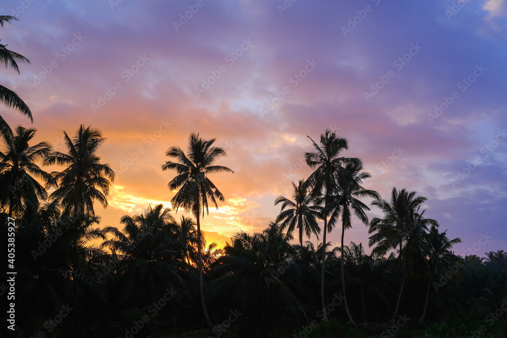 Exotic tropical palm tree landscape at sunset with cloudy sky. Highly detailed and editable. Exotic tropical palm tree landscape at sunset with cloudy sky. Highly detailed and editable.