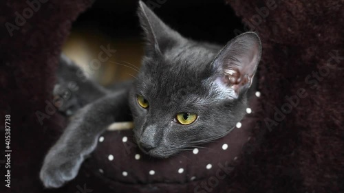 Portrait of a resting gray cat with yellow eyes in its bed, favorite pets