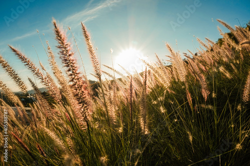 Grass flowers blowing from wind with sunrise