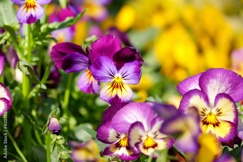 A Colorful violet fancy flower blooming field background A Colorful violet fancy flower blooming field background