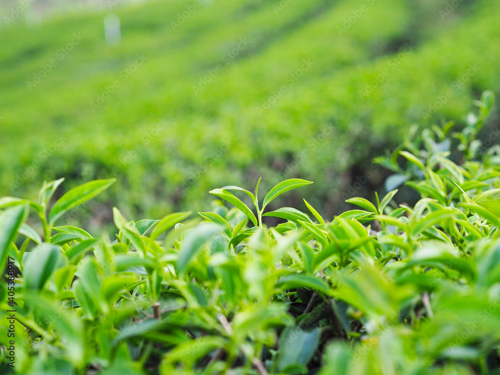 leaf tea tip at tea farm leaf tea tip at tea farm