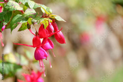 beautiful fushia flowers closeup in the garden background