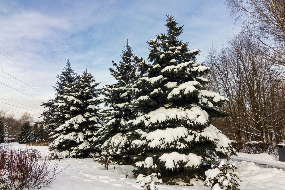 Fototapeta premium Landscape with blue fir trees on a blue sky background in the park on a clear sunny day