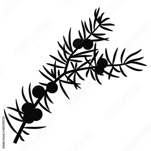 Branch of juniper plant with berries. Black silhouette on white background.
