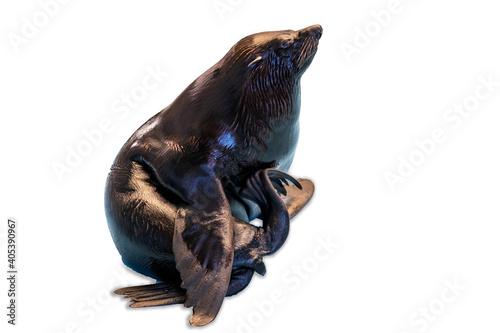 South American Fur Seal (Arctocephalus australis) on white background