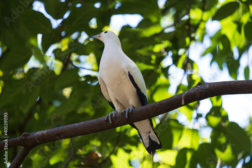 Pied Imperial Pigeon (Ducula bicolor) on a wildlife