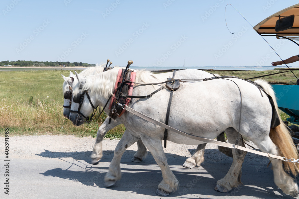 Two horses white pull a carriage outdoor road