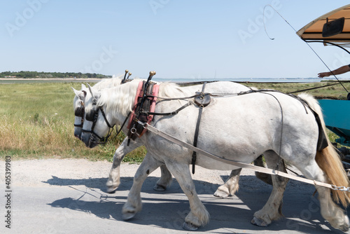 Two horses white pull a carriage outdoor road