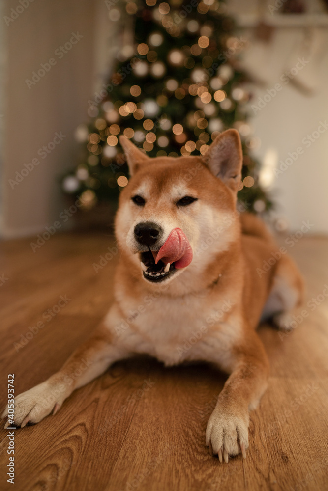 dog with christmas tree