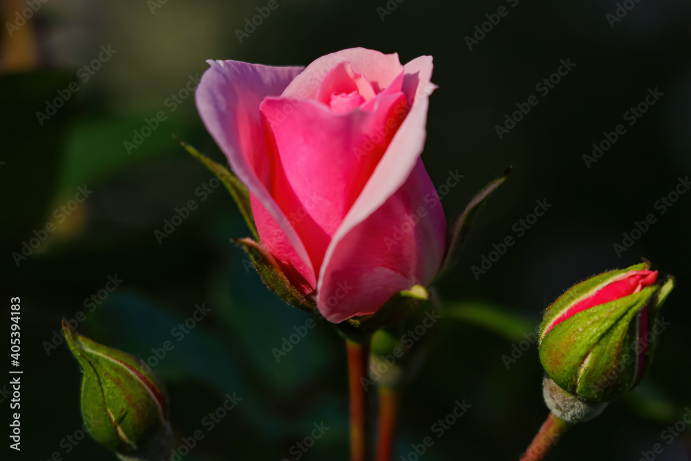 Red roses bloom in the garden in spring or summer. Used in cosmetology and medicine.