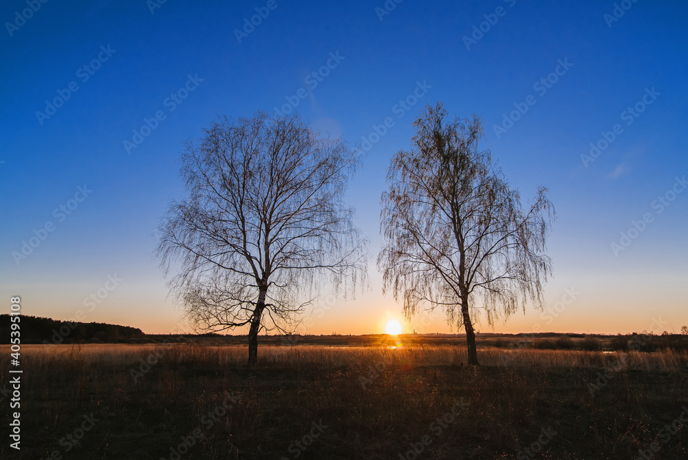 two birches in a Sunny sunset in a field with a dry birch in the spring