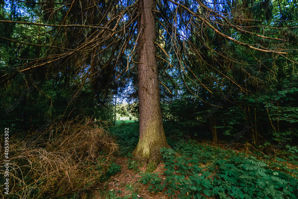 Obraz premium summer natural landscape in the forest with fir trees