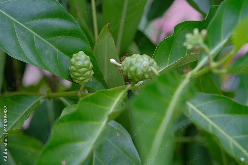Buah mengkudu or Morinda citrifolia or great morinda, Indian mulberry, noni, beach mulberry, and cheese fruit. Leaves branch and tree. Buah mengkudu or Morinda citrifolia or great morinda, Indian mulberry, noni, beach mulberry, and cheese fruit. Leaves branch and tree.