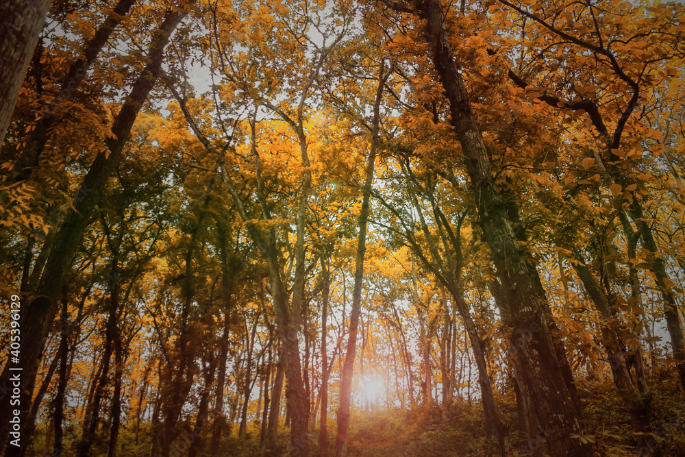 Fototapeta premium autumn in the woods