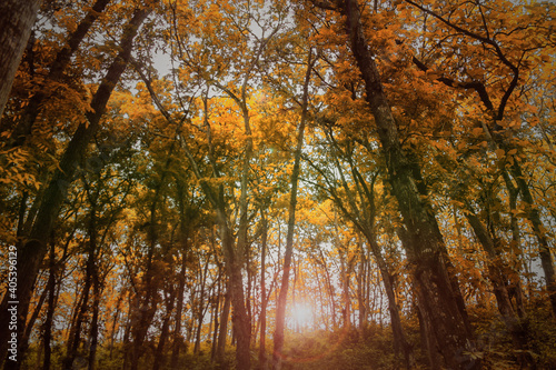 autumn in the woods