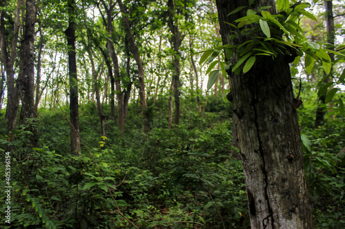 tree in the woods Indonesia