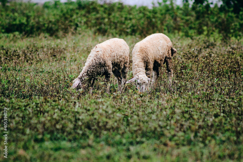 sheep in a field eating