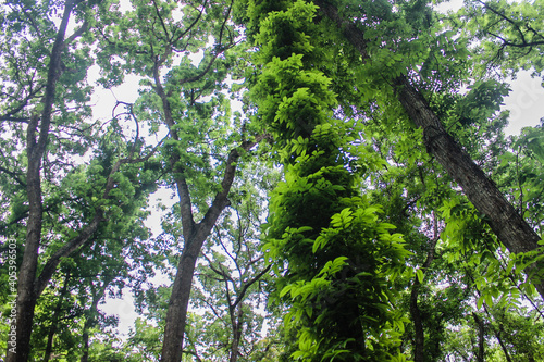 trees in the forest