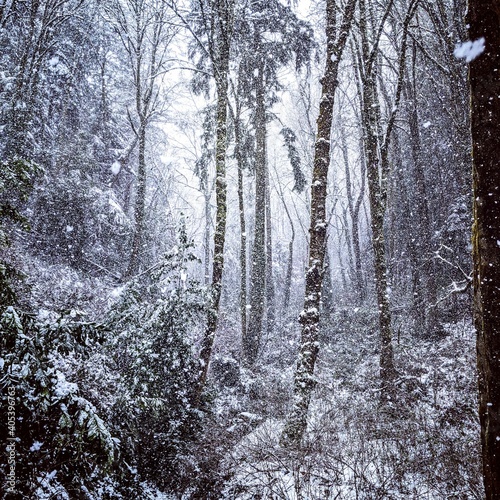 winter forest in the morning