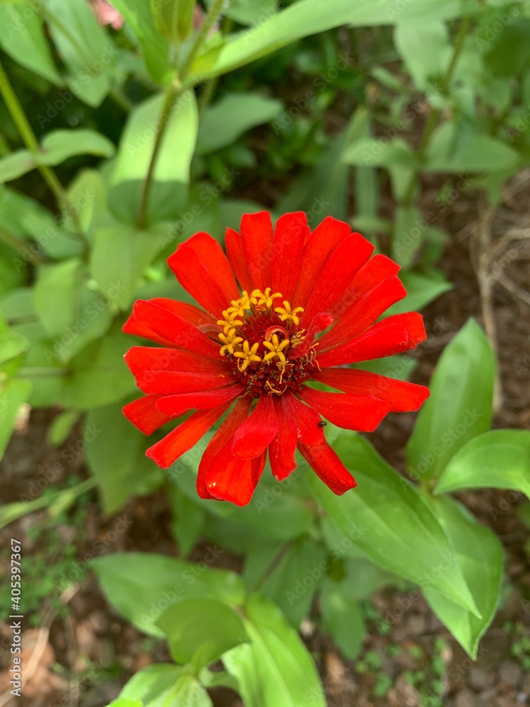 Flower Flower