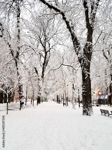 winter in the park