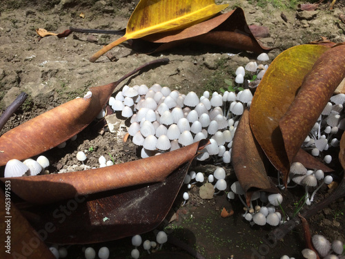 Εκτύπωση καμβά Mushrooms