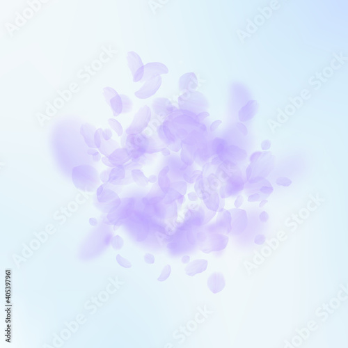Violet flower petals falling down. Admirable romantic flowers explosion. Flying petal on blue sky square background. Love, romance concept. Attractive wedding invitation.