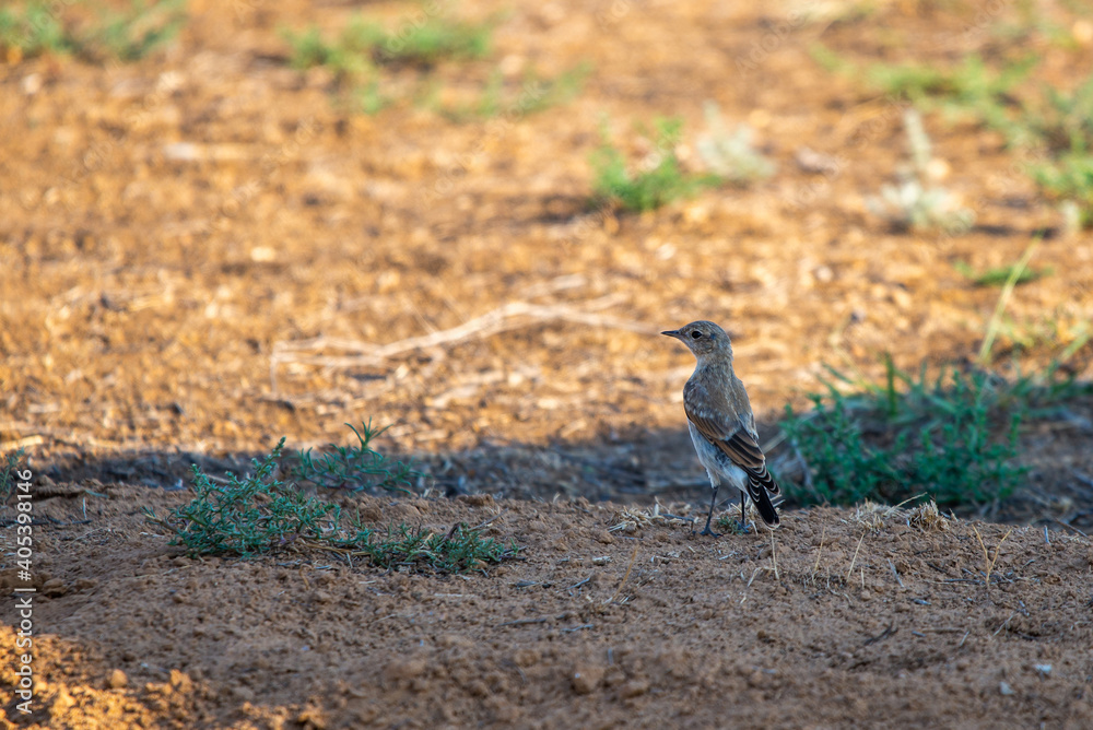 Calandra lark bird or Melanocorypha calandra in steppe