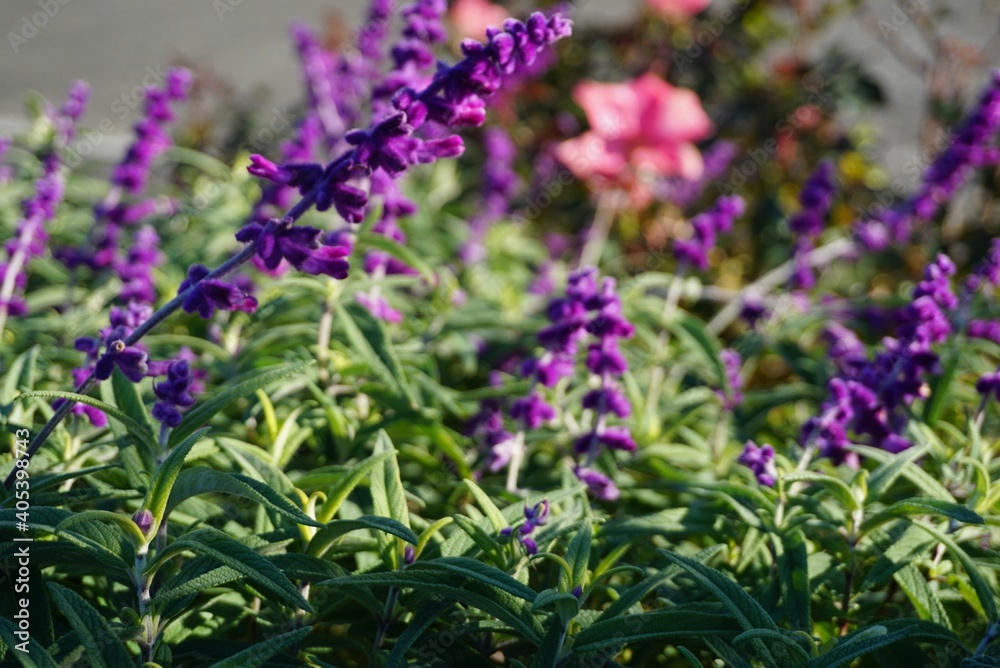 Fototapeta premium 哀愁の花