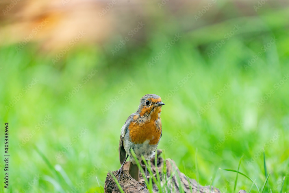 Close-up portrait of an European robin on a wood trunk in a forest during summer Close-up portrait of an European robin on a wood trunk in a forest during summer