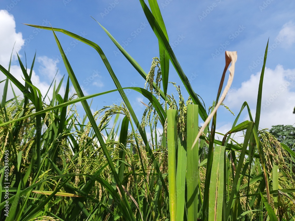 Obraz premium Paddy field in blue sky and white cloud background. Paddy, Organic Agriculture, Ears Of Rice In The Field. grain in paddy field concept. close up of green rice field. 