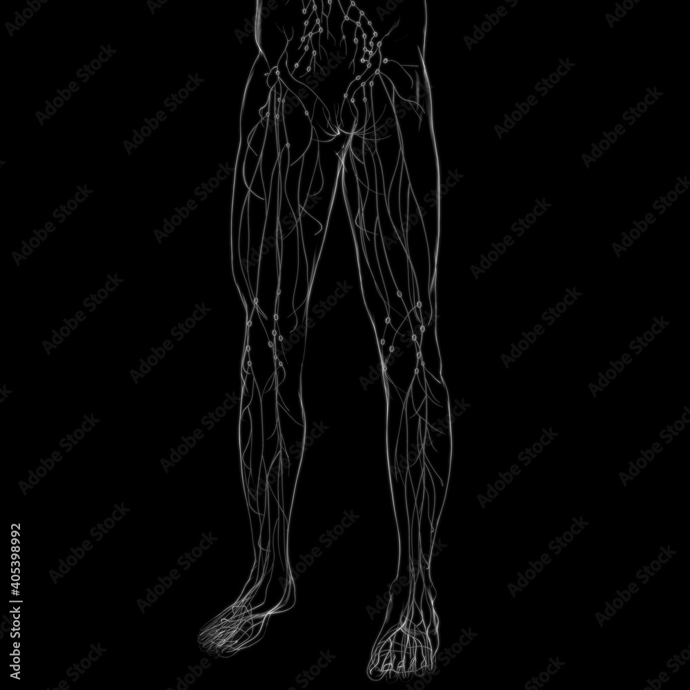 Human Lymph Nodes Anatomy For Medical Concept 3D Rendering Human Lymph Nodes Anatomy For Medical Concept 3D Rendering
