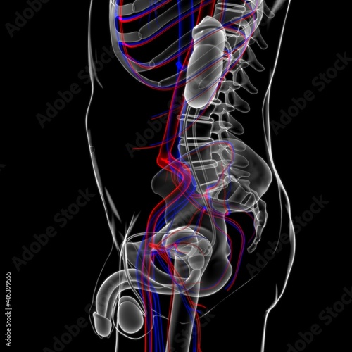 Male Reproductive System Anatomy For Medical Concept 3D