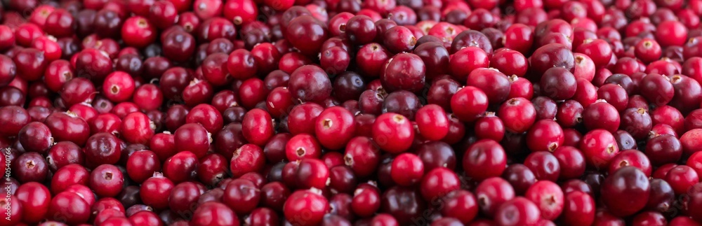 Ripe fresh cranberries as natural, food, berries banner. Ripe fresh cranberries as natural, food, berries banner.