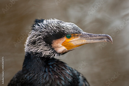 Portret jonge aalscholver photo