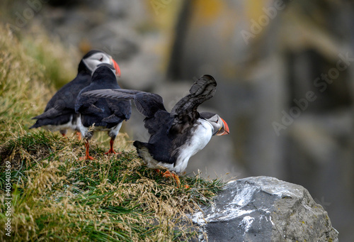 The Atlantic puffin, also known as the common puffin