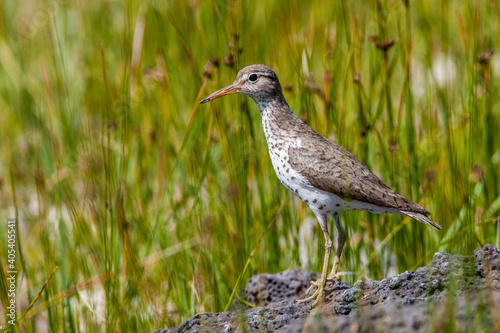 Wood Sandpiper perched in reed