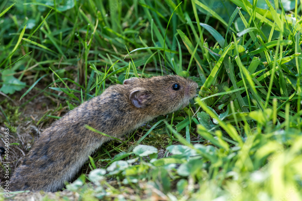 Veldmuis; Common Vole; Microtus arvalis; Veldmuis; Common Vole; Microtus arvalis;