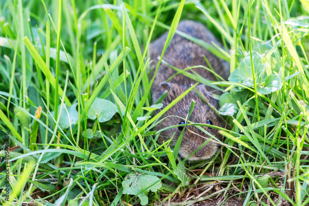 Veldmuis; Common Vole; Microtus arvalis;