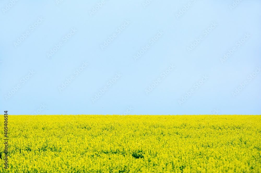Koolzaadveld; Field of brassica Koolzaadveld; Field of brassica