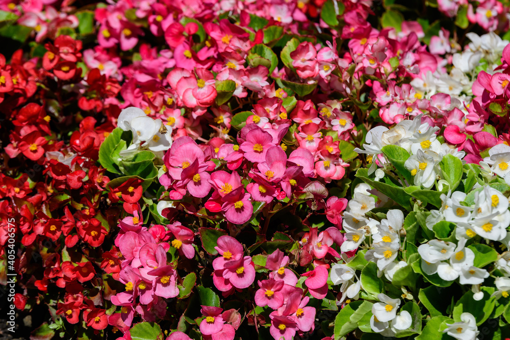 Top view of many vivid pink begonia flowers with fresh in a garden in a sunny summer day, perennial flowering plants in the family Begoniaceae, vivid floral background in direct sunlight. Top view of many vivid pink begonia flowers with fresh in a garden in a sunny summer day, perennial flowering plants in the family Begoniaceae, vivid floral background in direct sunlight.